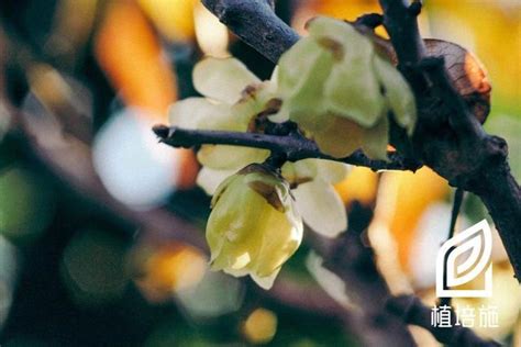 腊梅|蜡梅 Chimonanthus praecox